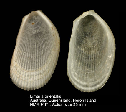 Limaria orientalis.jpg - Limaria orientalis (Adams & Reeve,1850)